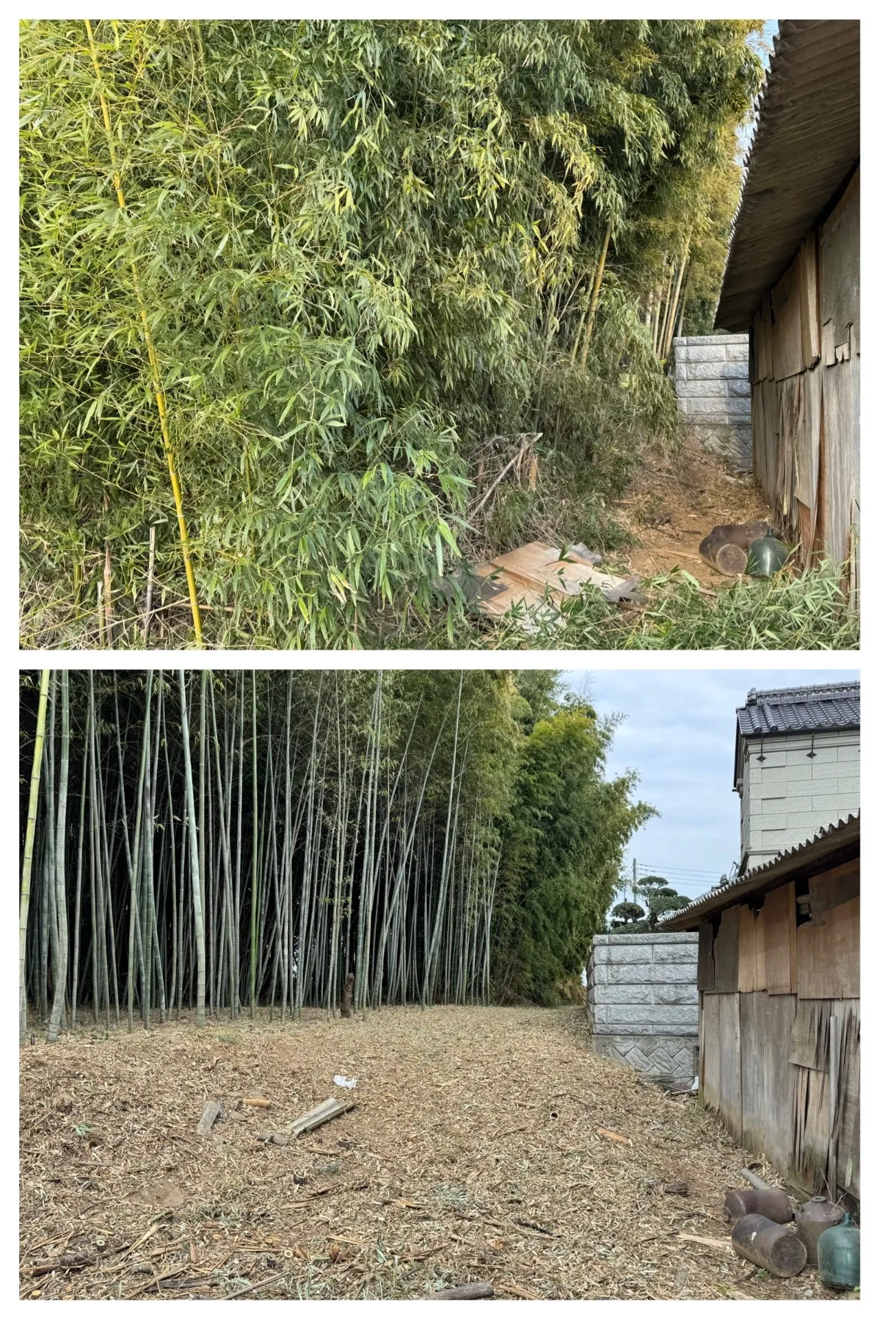 竹林の伐採と整備